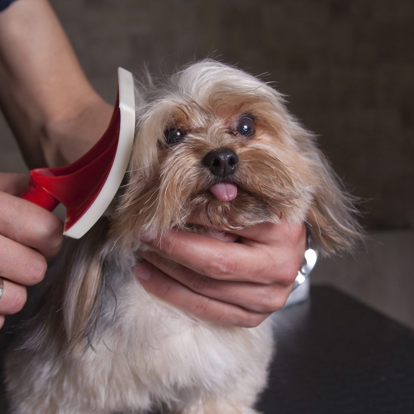 Hundefriseur Köln mobil 