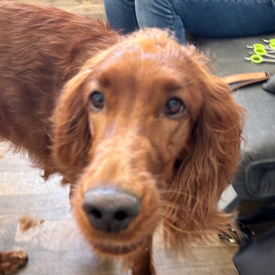 Hundefriseur Köln mobil