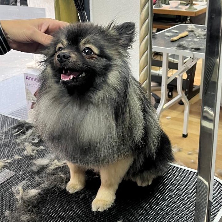 Hundefriseur Köln mobil