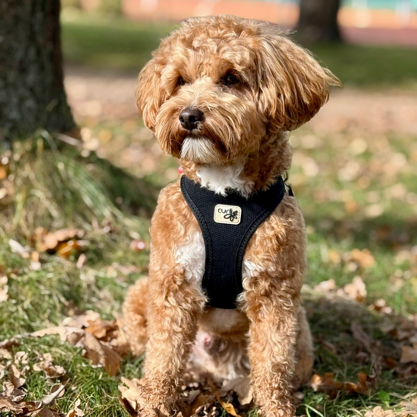 Mobile Hundefriseurin trimmt