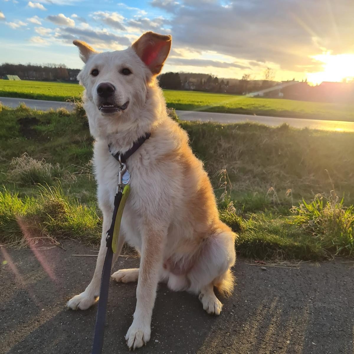 Sommerpflege vom Hundefriseur